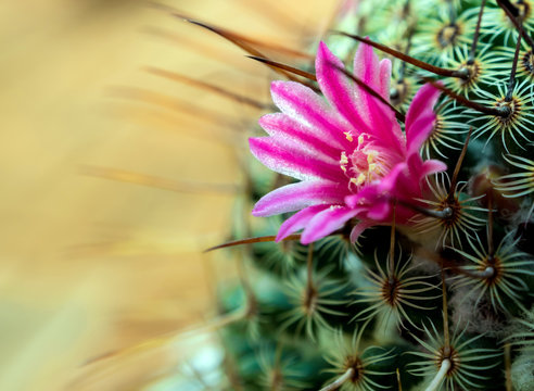 Blooming cactus with beautiful pink cactus flowers