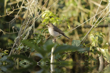 Sabiá branco na maré alta no mangue