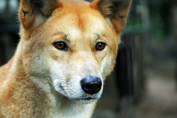 Close up of Dingo from Australia