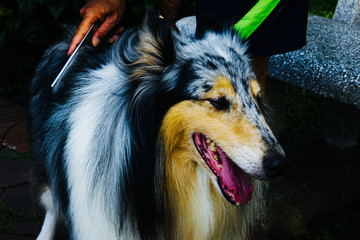 Beautiful Collie Being Brushed