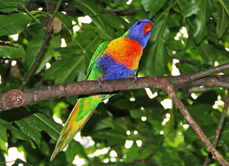 Beautiful Bright Tropical Colorful Parrots from Australia