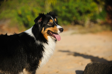 Australian Shepherd dog outdoor portrait at beach