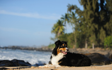 Australian Shepherd dog outdoor portrait lying down in tropical beach