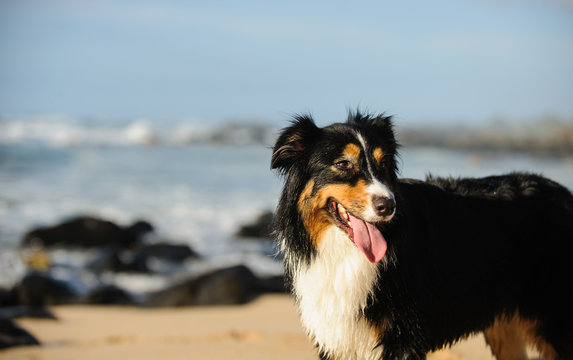 Australian Shepherd dog standing on ocean beach