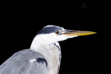 Garza gris, en mitad de la ciudad