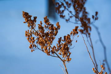 Dry plant at winter nature