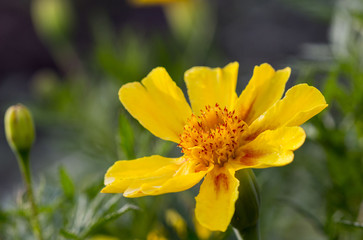 yellow bright flower on a green background of grass in the garden