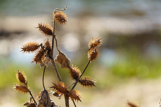 cocklebur weed pland california