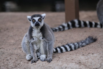 lemur