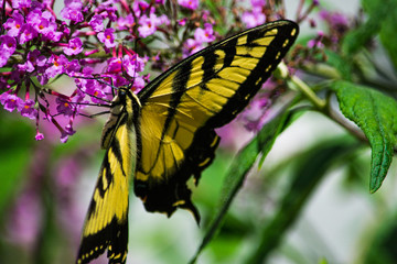 Eastern Tiger Swallowtail