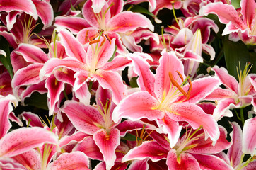 Pink lily in botanical garden.