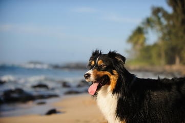 Australian Shepherd dog portrait on tropical beach