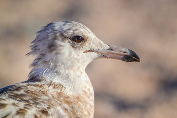 Close up of Seagull at Los Cabos beach, Baja California