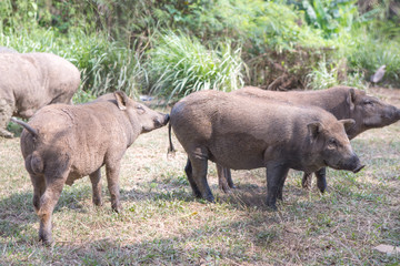 wild boar at the cage