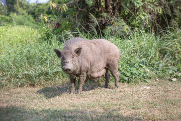 wild boar at the cage