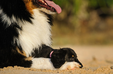 Australian Shepherd dog lying down with Miniature Dachshund puppy lying between paws