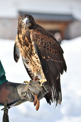 ハリスホークHarris's Hawk