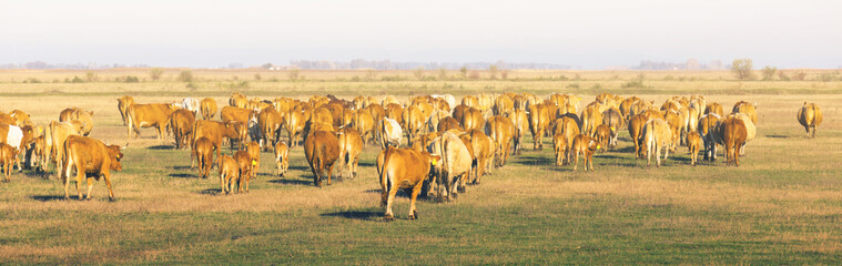 Naklejka na ściany i meble Herd of cows is grazing in the steppe of Hungary