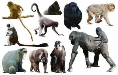 collection of different monkeys