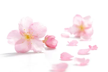 Fotobehang Kersenbloesem Sakura bloemblaadjes lente witte achtergrond