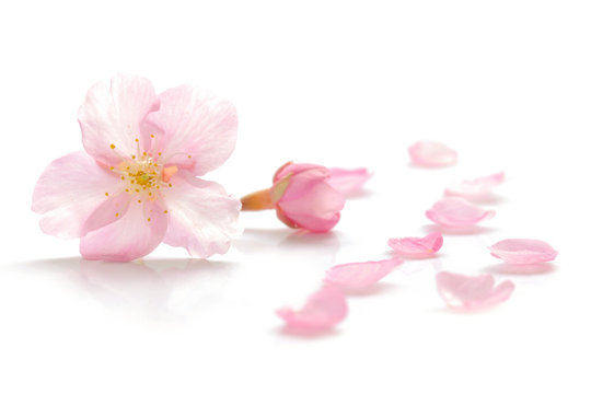 桜 花びら 春 白背景