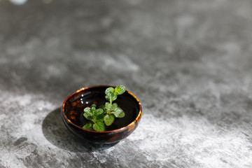 A green peppermint in the sun