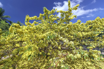 Ochna integerrima flower is seen from above, blooming sunshine in countryside. This is largest apricot tree with height over 4 meters and canopy over 5 meters is symbol lunar new year of Vietnamese.