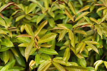 Green leaves in garden.