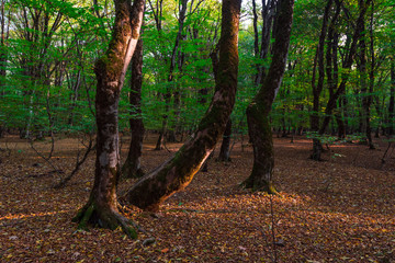 Autumn forest, fallen yellow leaves