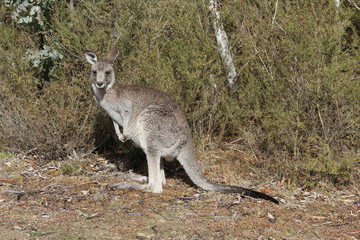 Naklejka na ściany i meble Kangaroo or Joey in Australia 