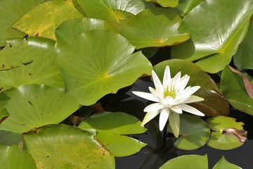 Water lily and lily pads on a pond