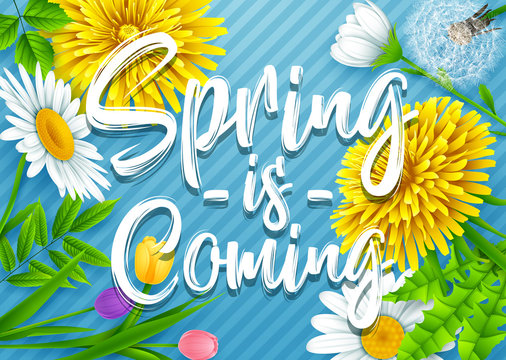 Spring is coming. Spring wording with various flowers on striped blue background
