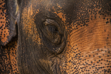 Elephants in Thailand - Mother and Baby