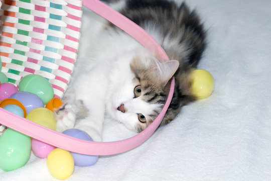 Playful kitten with spilled Easter basket and eggs on white background. Siberian Forest Cats are thought to cause fewer allergies. Concepts of holidays, Easter, pets, playful