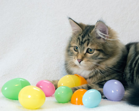 Cute brown tabby kitten with Easter eggs on a white background. Concepts of holidays, Easter, spring, playful, pets. Siberian Forest Cats are thought to cause fewer allergies