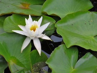 Water lily and lily pads on a pond
