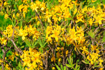The Japanese yellow deciduous rhododendron (Rhododendron molle japonicum)
