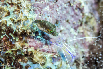 Cleaner shrimp while Scuba diving in Caribbean Pederson Shrimp