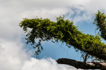 Céu e árvore