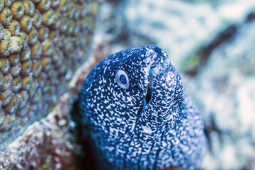 Eel underwater while scuba diving close up of teeth and eyes
