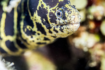 Eel underwater while scuba diving close up of teeth and eyes