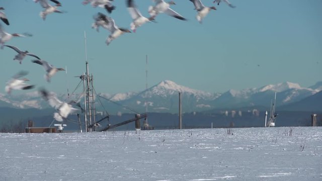Snow Geese Landing, Garry Point, Richmond 4K UHD. A flock of Snow Geese land on the snow. 4K. UHD.
