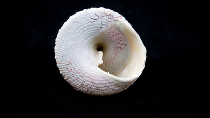 sea shell