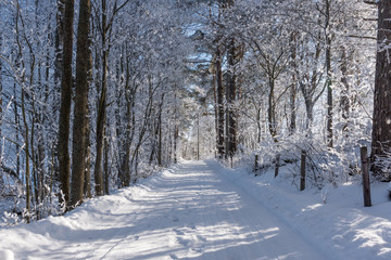 Snowy road, frozen trees