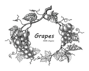 Grapes frame hand drawing vintage engraving illustration
