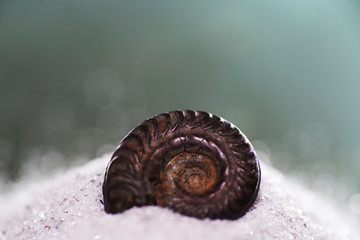 Versteinerung eines Ammonit mehrere Millionen Jahre alt bei uns auch Kopffüßler genannt
