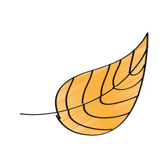 yellow leaf natural botanical icon vector illustration drawing design color