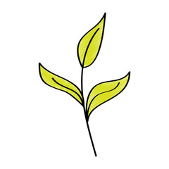 branch leaves plant natural botanical icon vector illustration drawing design color