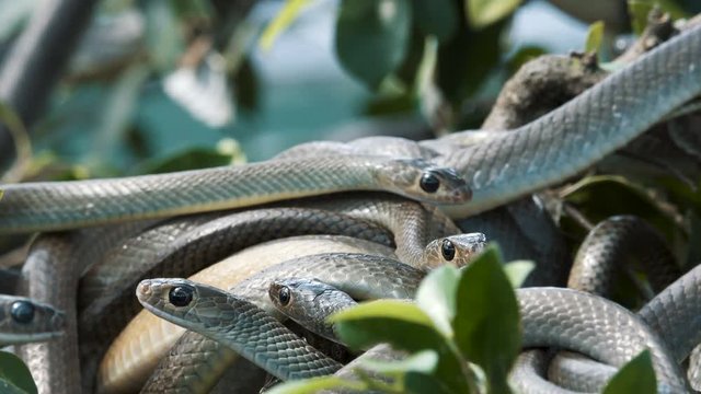 Close up video of an oriental rat snakes tangle on a tree branches.
