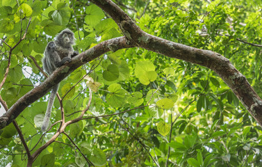 Malaysia silver hair monkey.